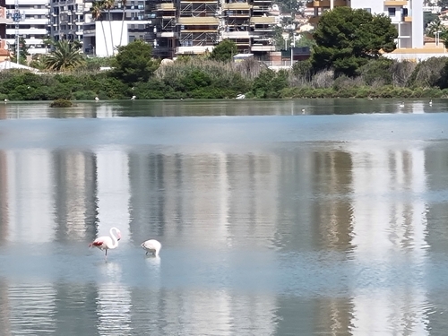 iNaturalist: (c) j-brad, some rights reserved (CC BY-NC), uploaded by j-brad iNaturalist image
