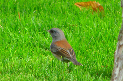 Junco hyemalis caniceps