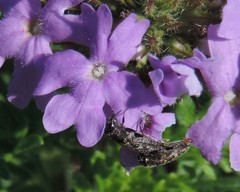 Acmaeodera