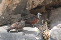 Galloperdix lunulata