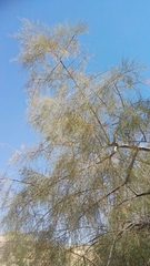 Tamarix nilotica