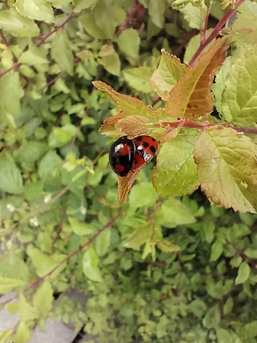Asian Lady Beetle