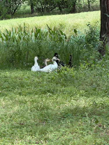 iNaturalist image