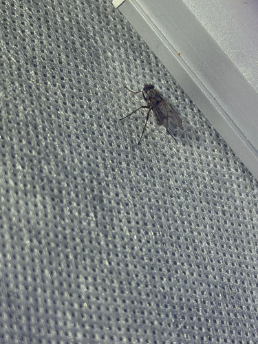 iNaturalist observation photo of Brachyceran Flies