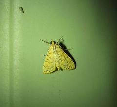 Conogethes punctiferalis