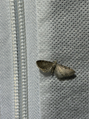 iNaturalist observation photo of Graef’s Pug