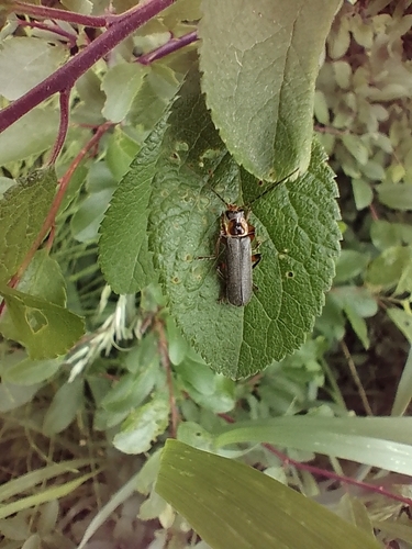 Grey Sailor Beetle