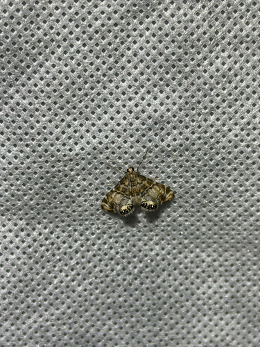iNaturalist observation photo of Confusing Petrophila