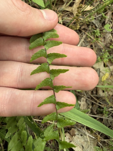 ebony spleenwort