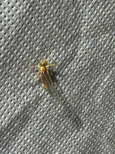 iNaturalist observation photo of Mayflies