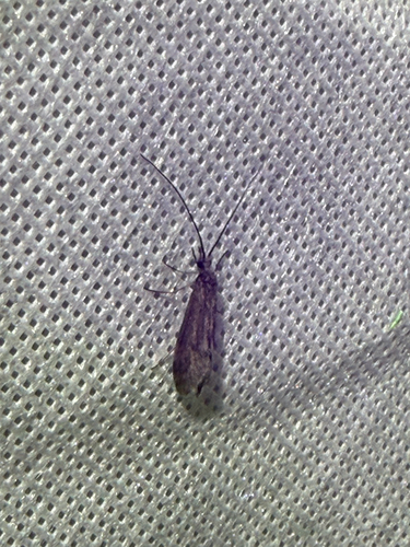 iNaturalist observation photo of Caddisflies