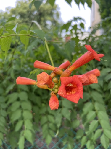 Trumpet Vine