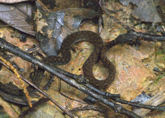 Hebius sarawacensis