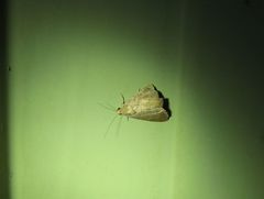 Amyna axis