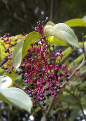Medinilla speciosa