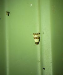 Micrapatetis orthozona