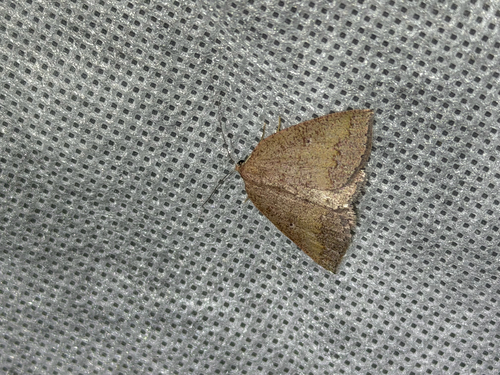 iNaturalist observation photo of Drepanulatrix