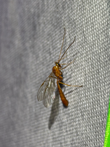 iNaturalist observation photo of Enicospilus