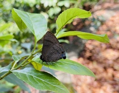 Rapala varuna formosana