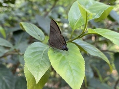 Rapala varuna formosana