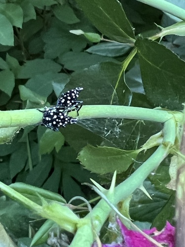Spotted Lanternfly