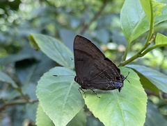 Rapala varuna formosana