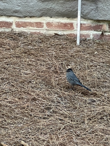 Gray Catbird