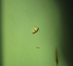 Hieromantis ephodophora