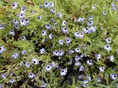 Downingia concolor concolor