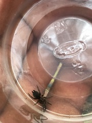 Phyxioschema suthepium