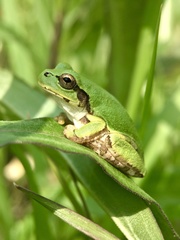 Hyla japonica