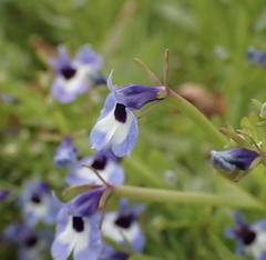 Downingia concolor concolor