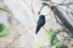 Cynanthus doubledayi