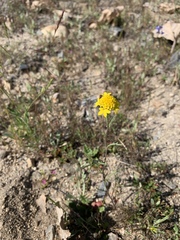 Chaenactis glabriuscula