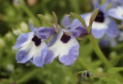 Downingia concolor concolor