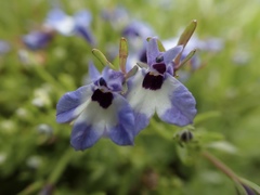 Downingia concolor concolor