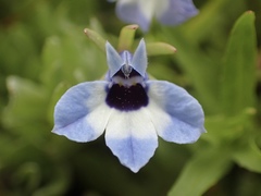 Downingia concolor concolor