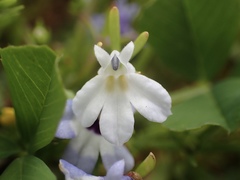 Downingia concolor concolor