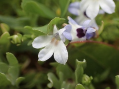 Downingia concolor concolor