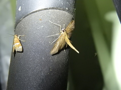 Hymenoptychis sordida