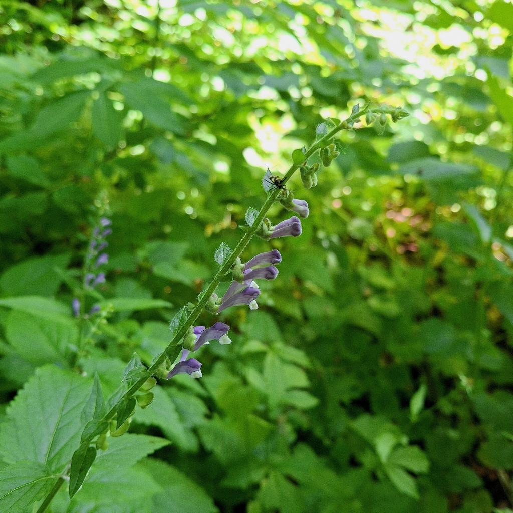 Scutellaria altissima; photograph (c) veronika_martynova, some rights reserved (CC BY)