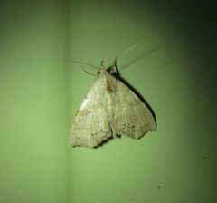 Hyperlopha cristifera