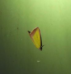 Phytometra formosalis