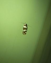 Prepocosma schalidota