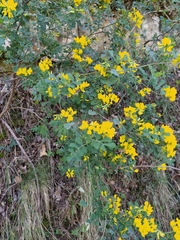 Coronilla