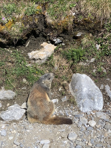 Alpine Marmot