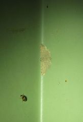 Pseudcraspedia punctata