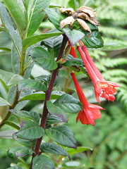 Fuchsia