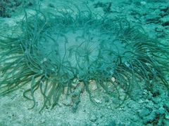 Macrodactyla doreensis