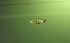 Cnaphalocrocis loxodesma